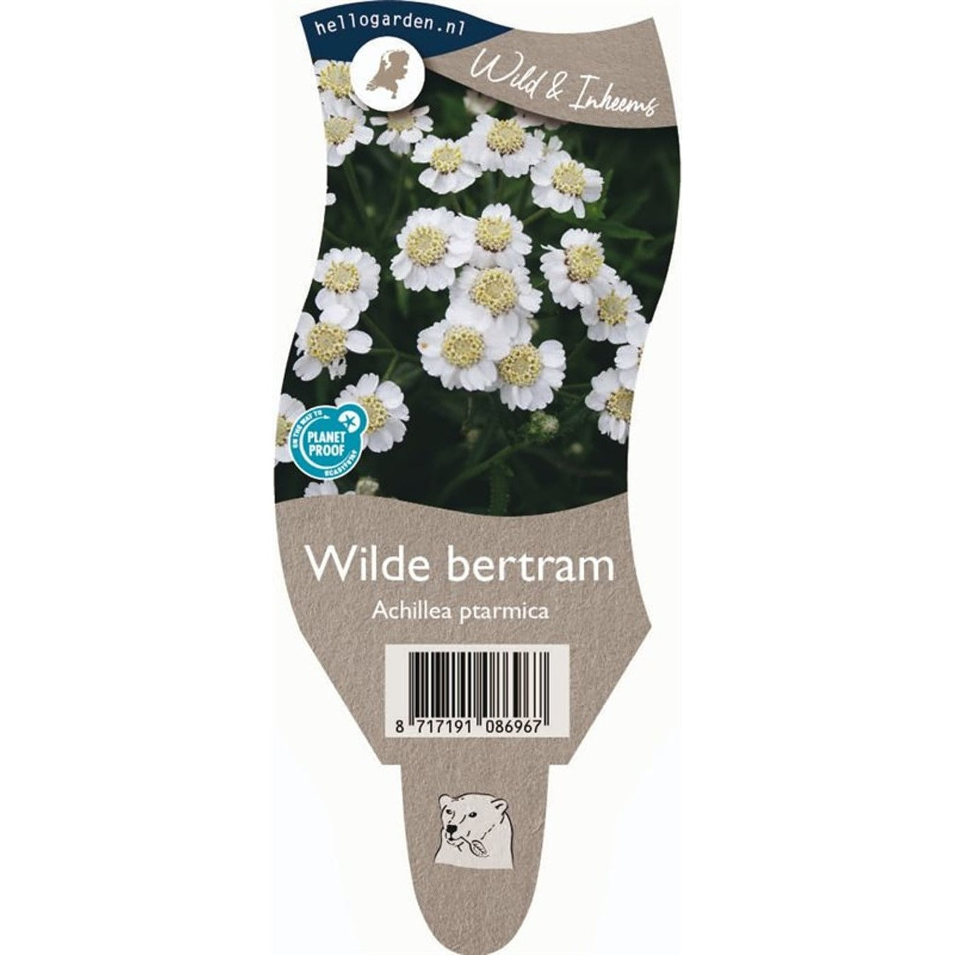 Röllika – Achillea ptarmica - P11